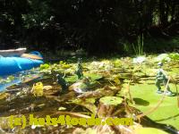 /home//u458753944/public_html/sourcegallery///Frogs/Bullfrogs 2016-08 Ontario/P8081391.JPG